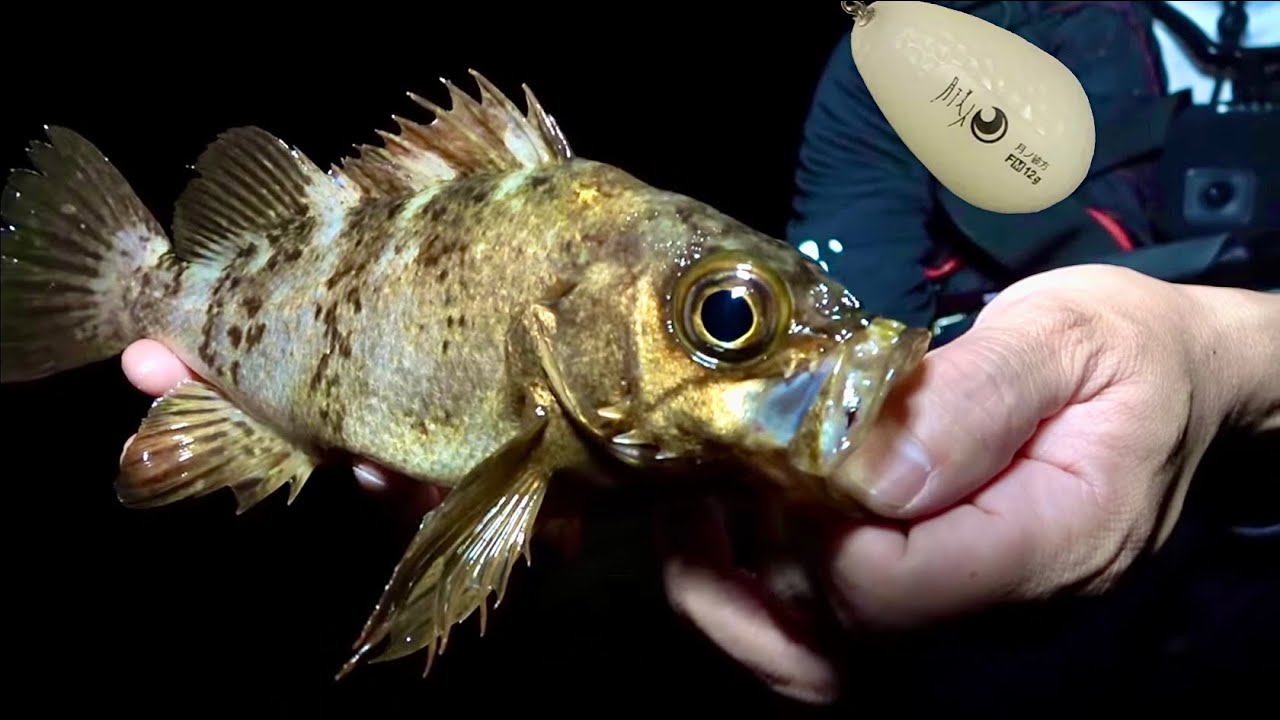 サーフでメバルが釣れる？フロートリグの作り方/投げ方のコツを分かりやすく解説します。