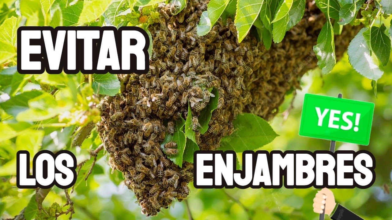 Que es LA ENJAMBRAZON / Como Solucionarlo..!!