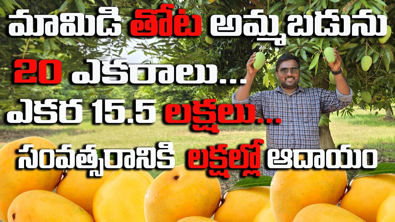 20 Acres mango Land For Sale 13 kms From #atmakur | @NandhuRealaEstate ​