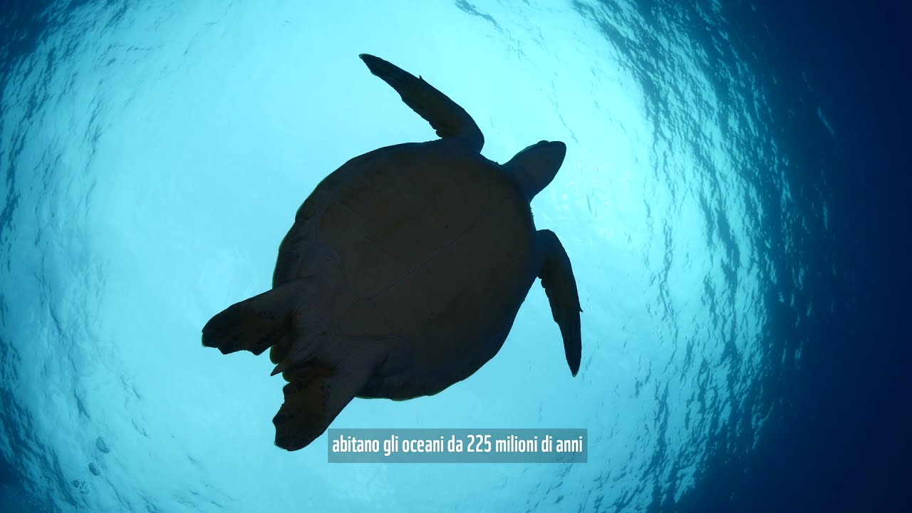 Alla scoperta delle tartarughe marine