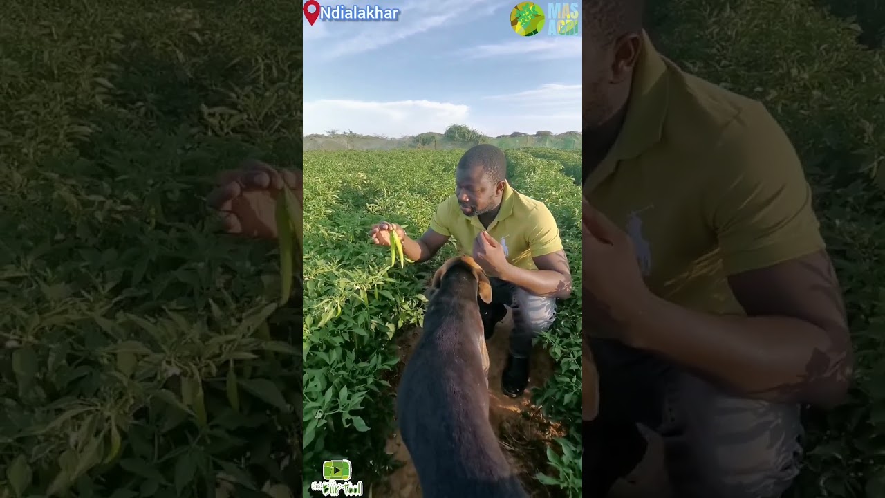 Li ci biir tool : la nouvelle variété de piment de RMG pour 2025