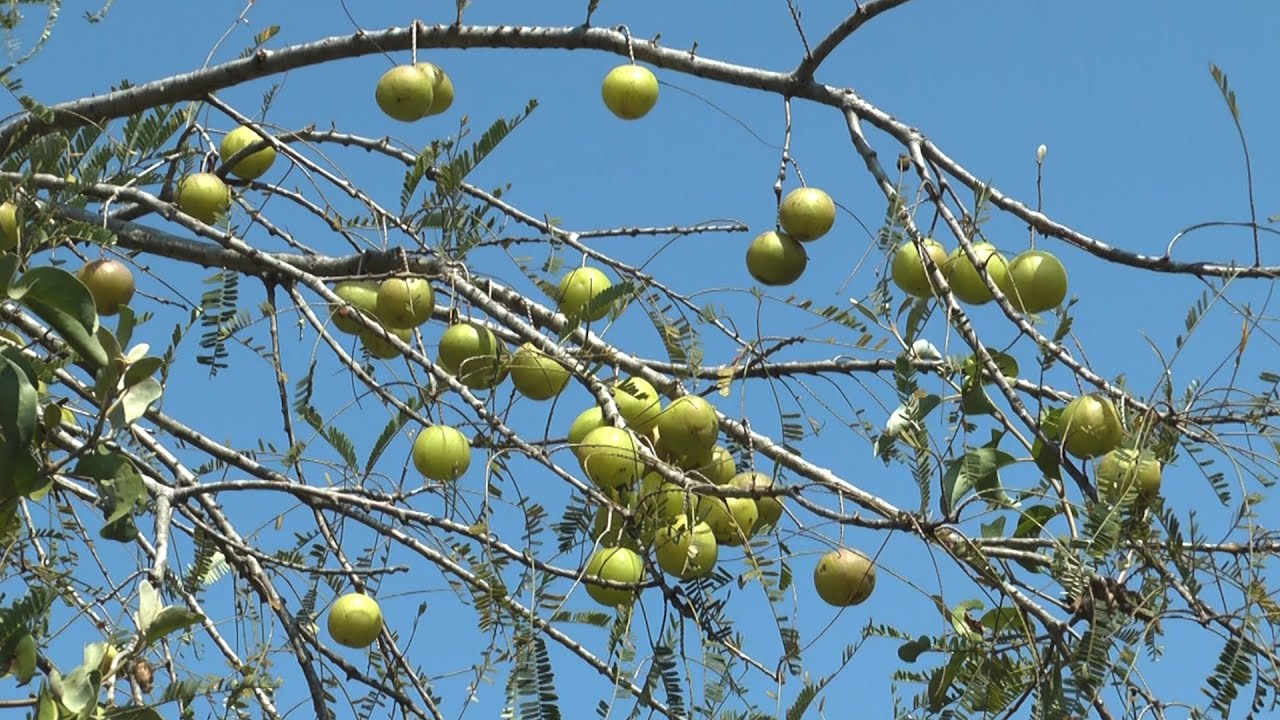 ಬೆಟ್ಟದ ನೆಲ್ಲಿ ತುಮಕೂರಿನಲ್ಲಿ - ಶ್ರೀ ಮಹೇಶ | Amla Cultivation And Processing In Tumakuru