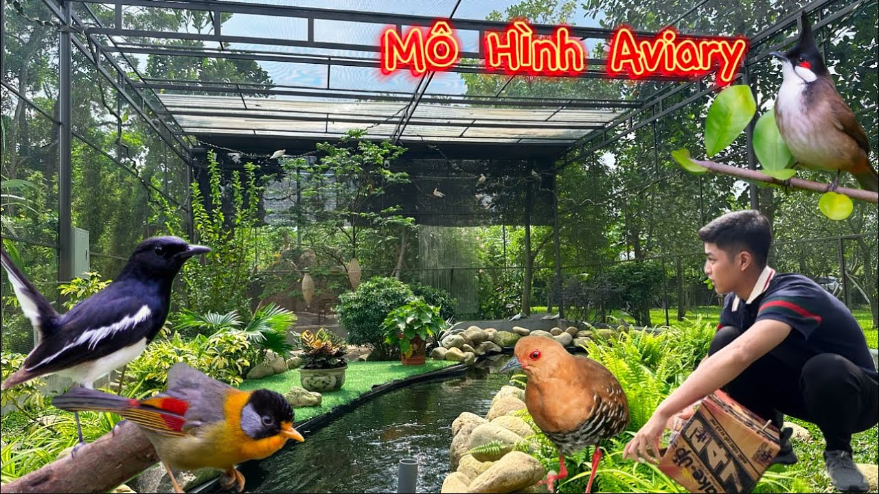 Chiêm Ngưỡng Aviary rộng 80m2 với thảm Thực Vật Xanh và nhiều loài chim đẹp || Đạt Bird TV