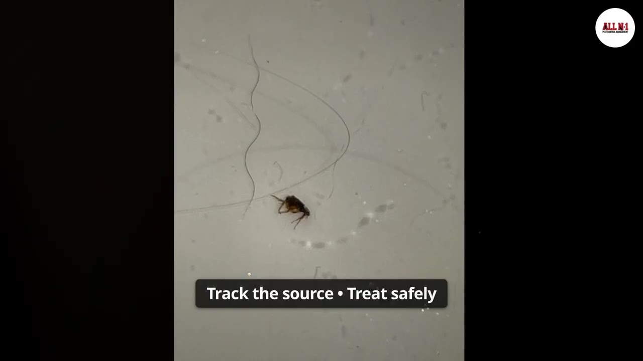 Pest Control Near Me in Cypress, Katy & Houston | Exterminator Services & Rodent Control