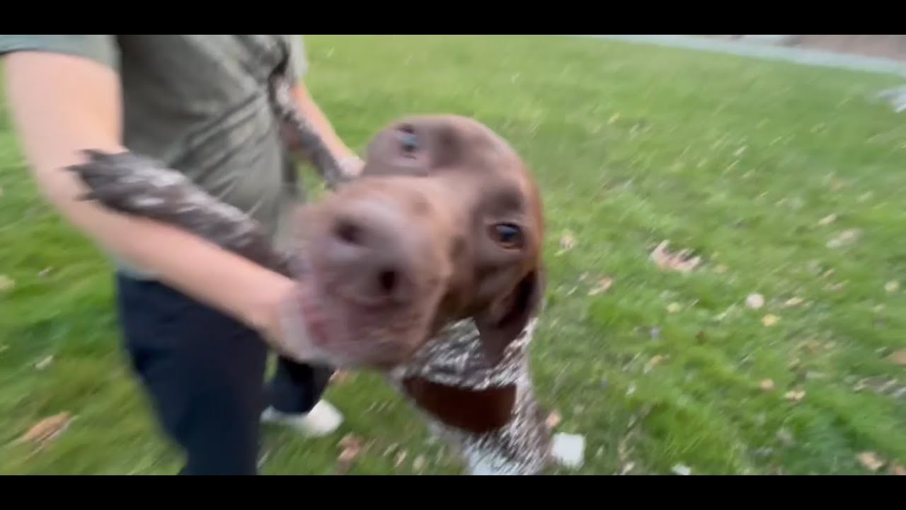 Tightstrung Demo - Krone