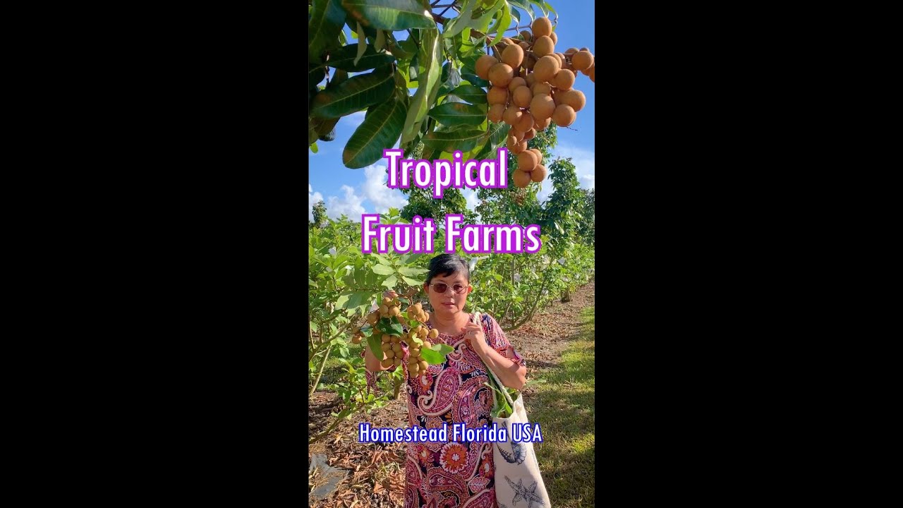 Tropical Fruit Farms Homestead Florida FOR SALE