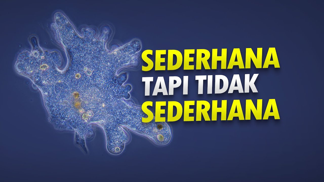Protista di Sekitar Kita #AlamSemenit