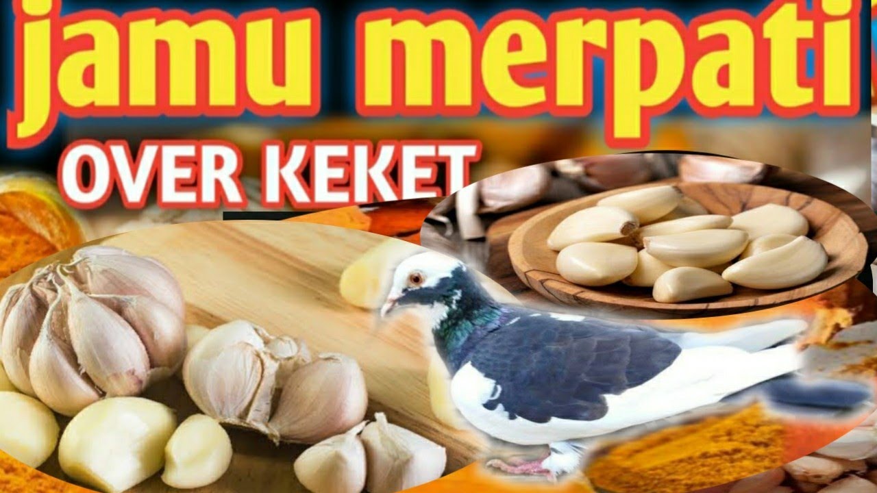 WAJIB COBA CARA MEMBUAT OBAT HERBAL YANG KERAS UNTUK MERPATI CARA MEMBUAT OBAT HERBAL YANG KERAS...