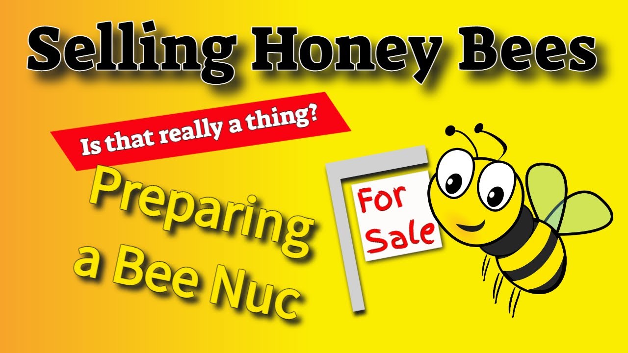 Selling a honeybee hive split using EZ Nuc boxes #beekeeping #nuc