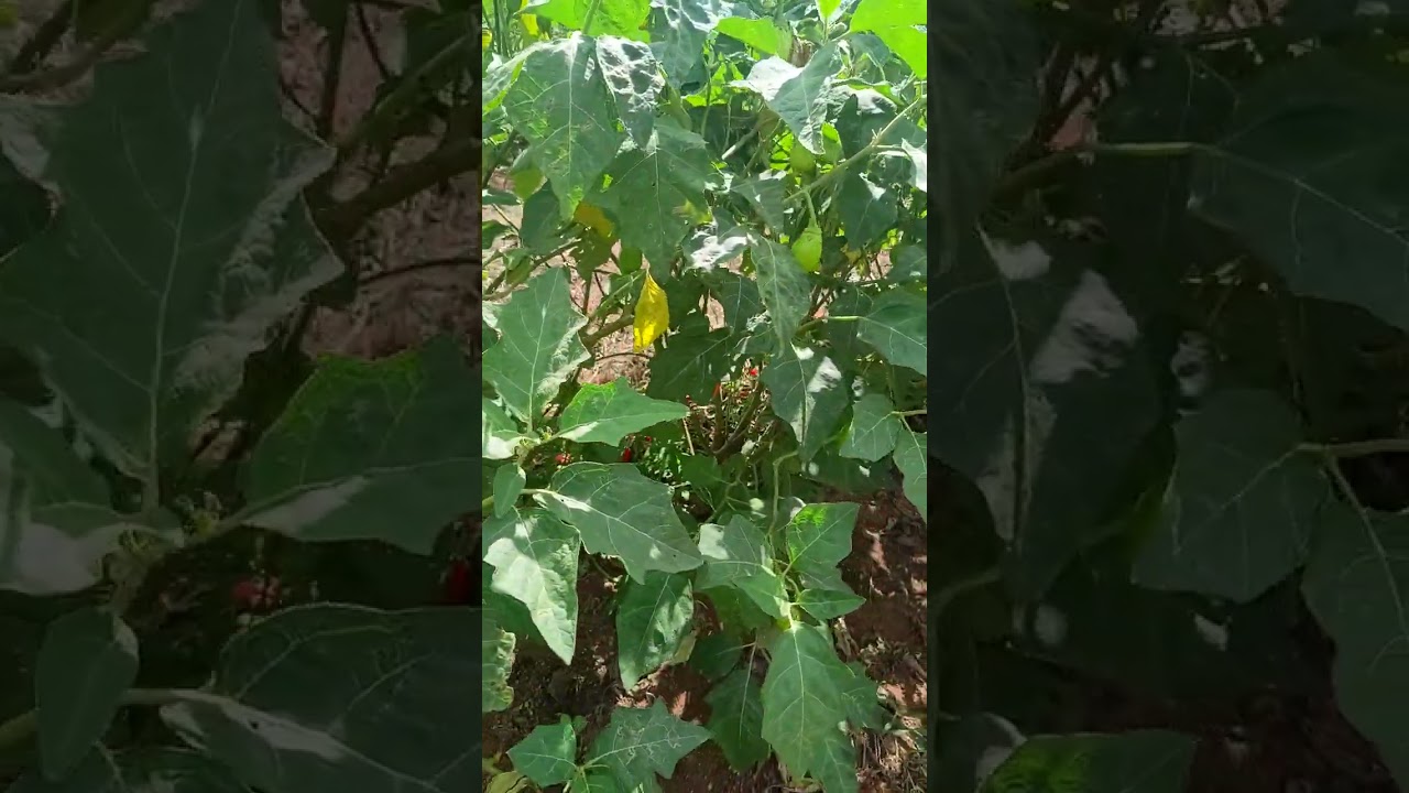 quantidade de cx  que essa lavoura de jiló já deu até agora mesmo com muita abortaçao de flor 🙏