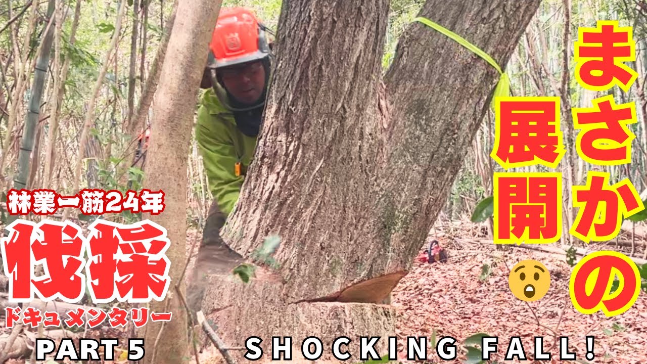 【まさか】二股の木が裂けて、まさかの展開に！ 他コナラの伐採も | Forked Tree Splits Unexpectedly! Plus More Oak Tree Felling