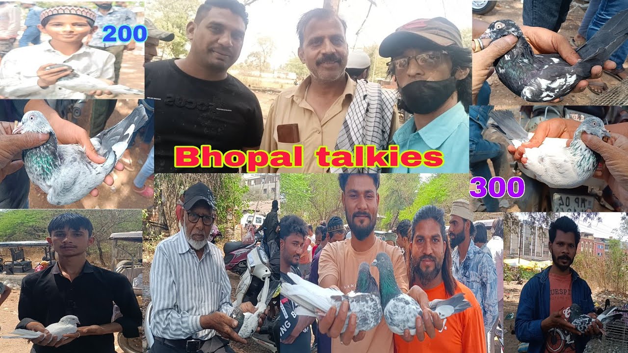 Bhopal talkies kabutar market#devnar #kabutar#Bakra #fish market#trending reel 