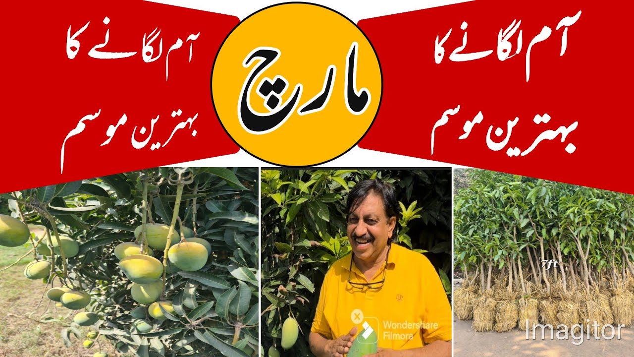 آم کے پودے اور نیا باغ کس موسم میں لگائیں