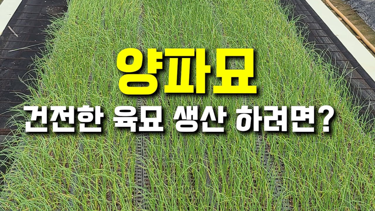 양파묘 건전한 육묘 생산 하려면?