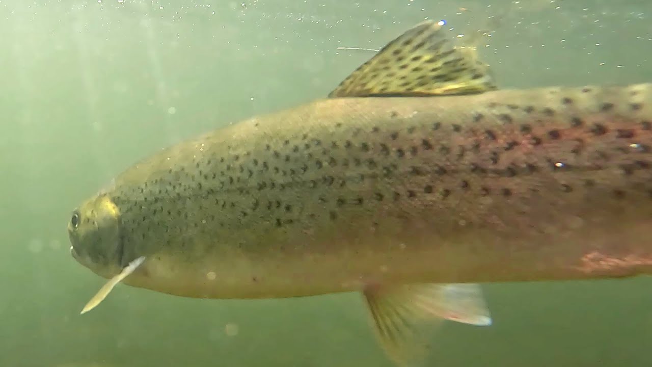 Searun Cutthroat, 9-21-23
