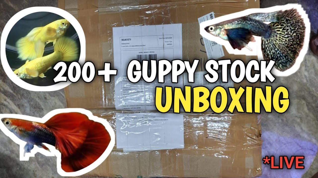Today 200+ Guppy Fish Unboxing