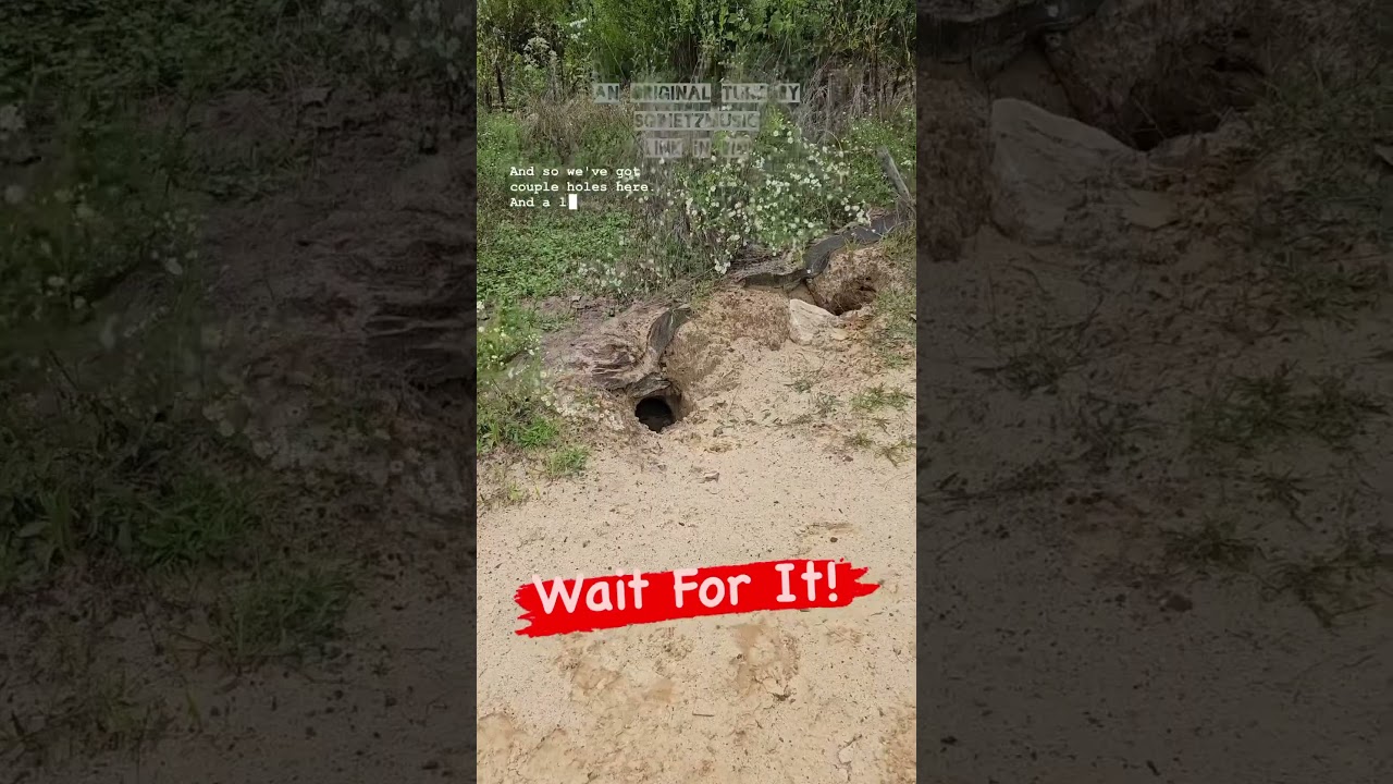 ❤️What predator lives in those holes?🧐 #wild #animal #raccoon #fox #clams