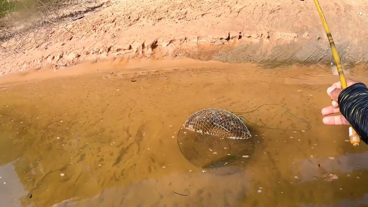 pesca de piau na seva no Rio tocantins