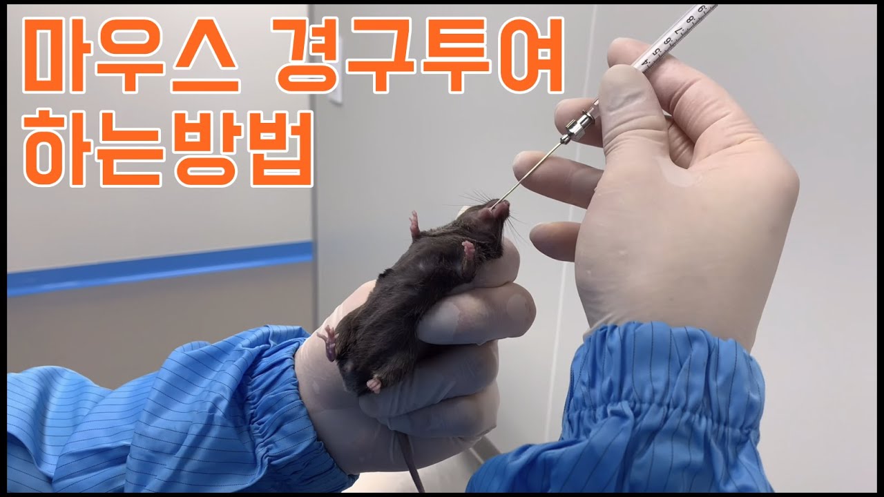 마우스 경구투여 하는방법