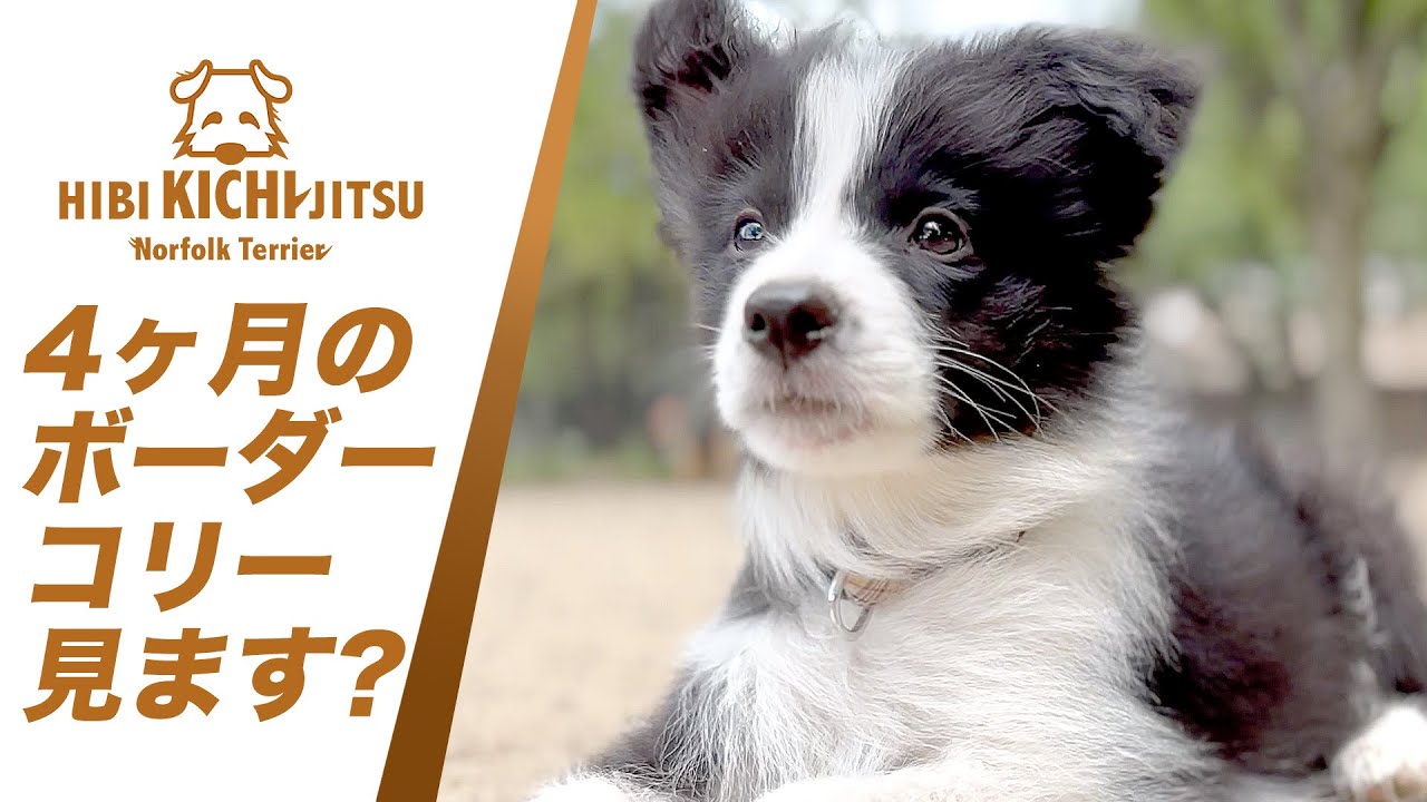 愛犬キチ 砂嵐の代々木公園ドッグラン【ノーフォークテリア norfolkterrier dogrun dogs yoyogipark】