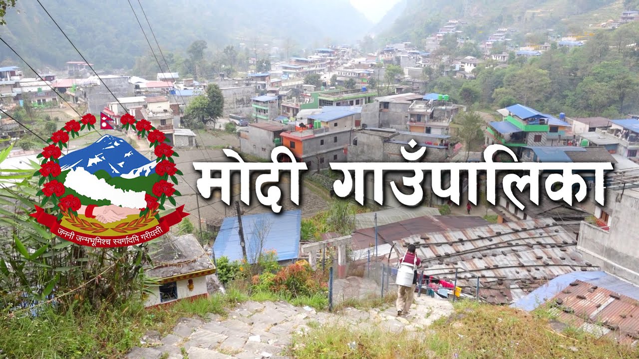 कृषिमा विकासको नमुना प्रस्तुत गर्दै मोदी गाउँपालिका, पर्वत || Modi Rural Municipality, Parbat ||