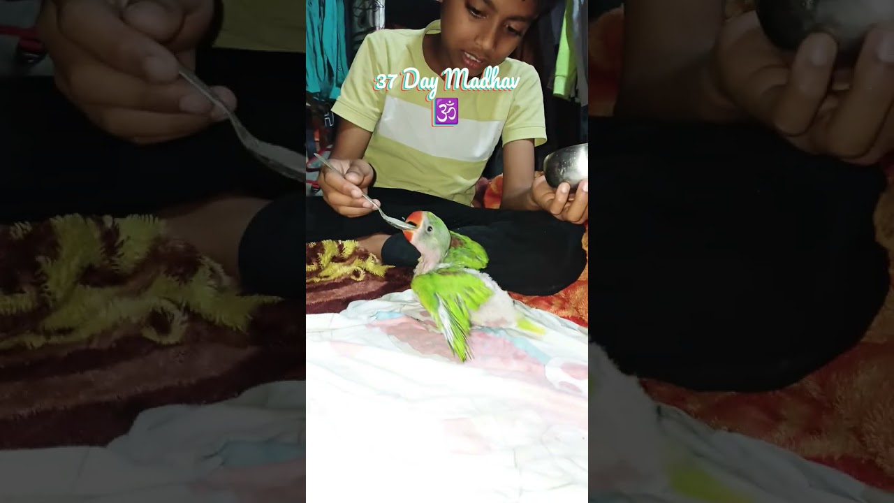 तोते का नाइट टाइम: खाना, मस्ती और ढेर सारा प्यार 💚”“सोने से पहले तोते की प्यारी मस्ती 🦜✨” 37 days