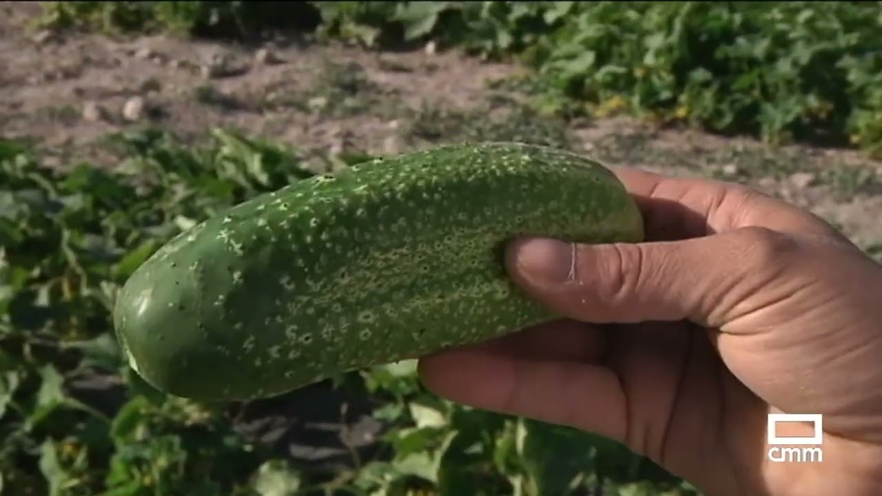Recogida de pepino en Huete (Cuenca) | Ancha es Castilla - La Mancha