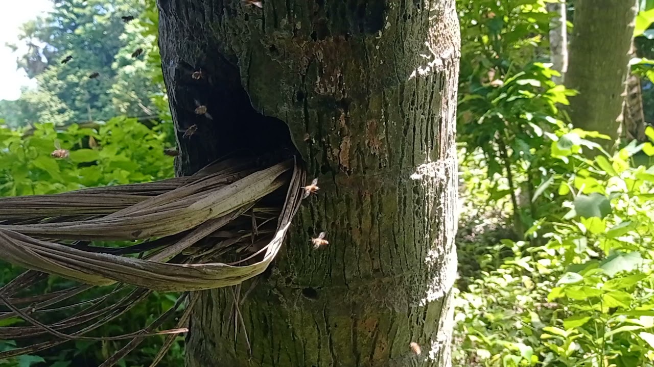 Amazing Find Giant HoneyBee For Food At The Forest, How To Find Giant HoneyBee
