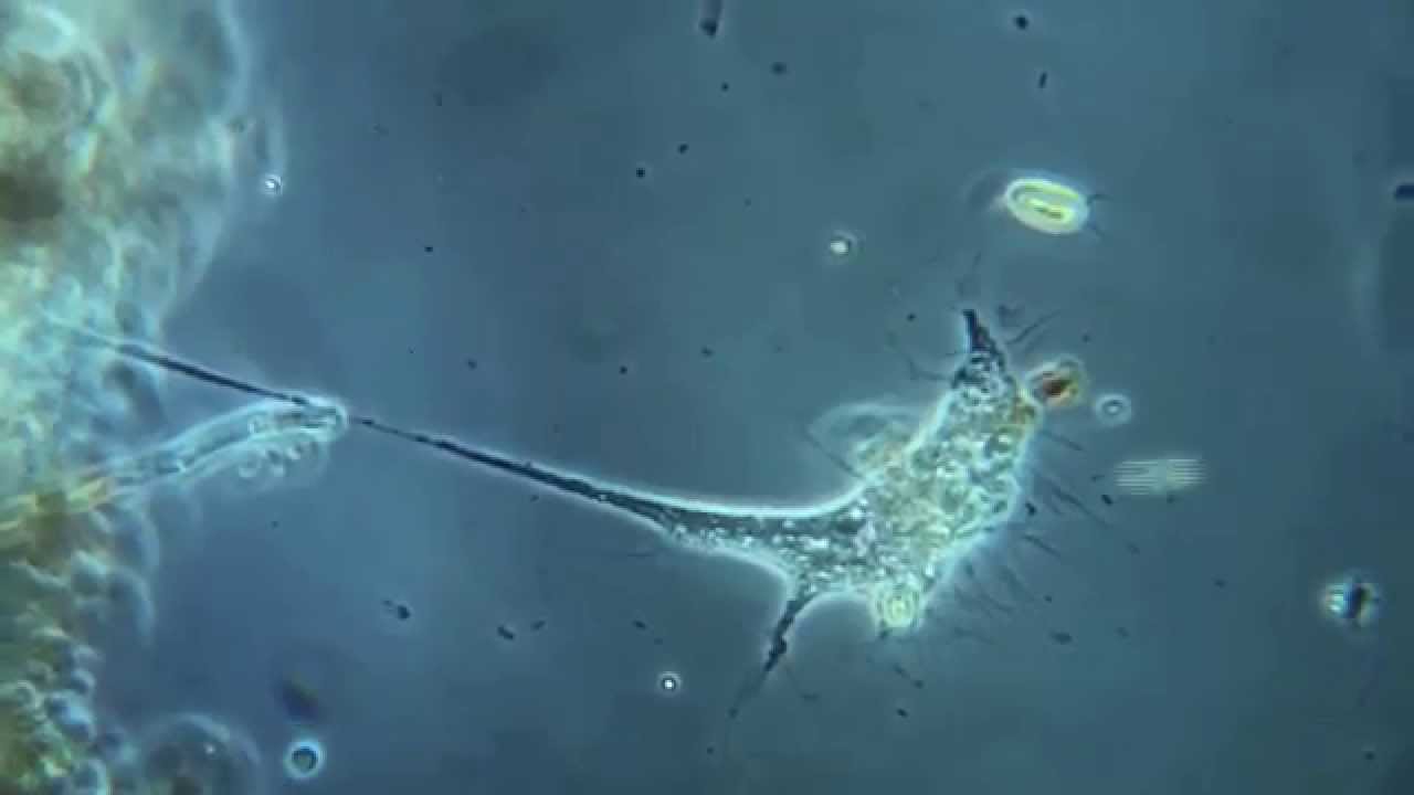 Leptophrys vorax, la scissiparité