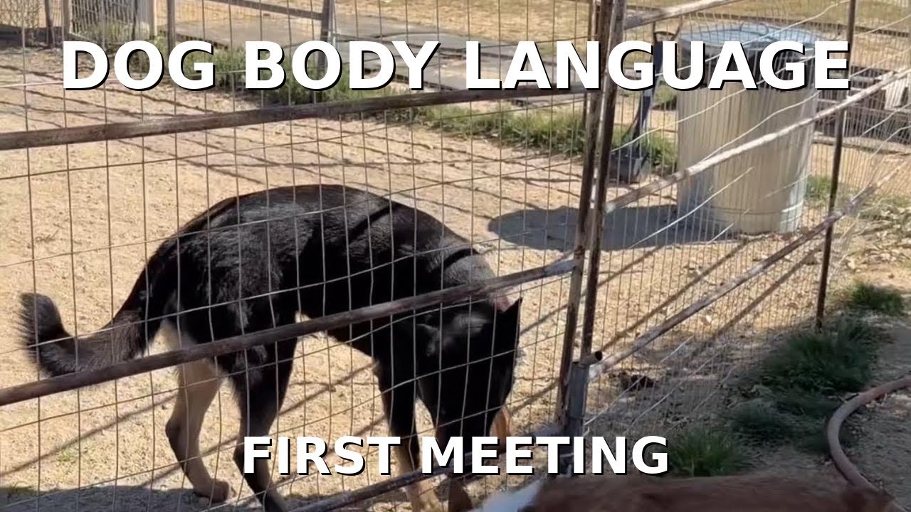 Dog Body Language: What Dogs Are Saying Through the Fence | Kash the Corgi Training Day 3
