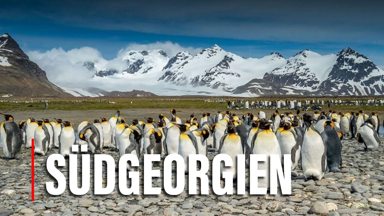 Der SCHOCKIERENDE Grund, warum S&uuml;dgeorgien ein Paradies f&uuml;r Wildtiere ist