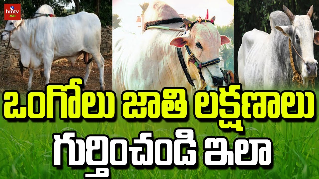 ఒంగోలు జాతి లక్షణాలు   గుర్తించండి ఇలా | How To Identify Ongole Breed Cows | hmtv agri