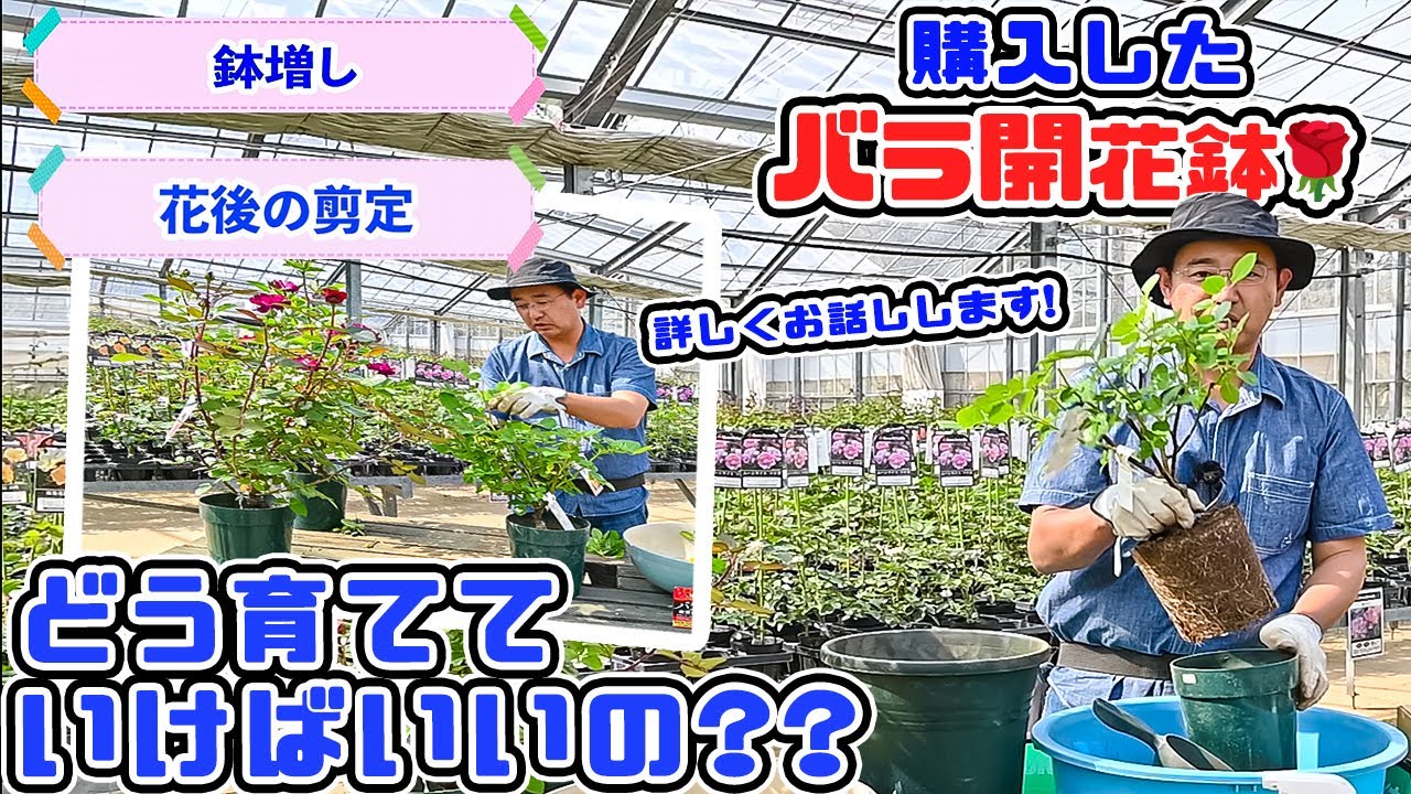 【バラ開花鉢🌹】買ったんだけど・・どうすればいいの??バラ専門店店長・高木大輔さん
