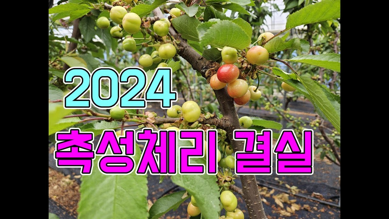 가온 촉성재배 시설 체리 결실 상태. 5월 중순 수확 예정 (타이톤, 러시아8, 써미트)