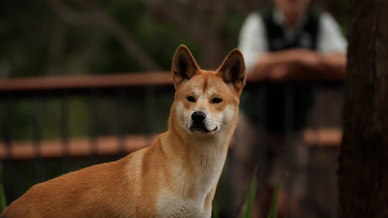 Queensland government hands out dingo sticks to visitors of K&rsquo;gari