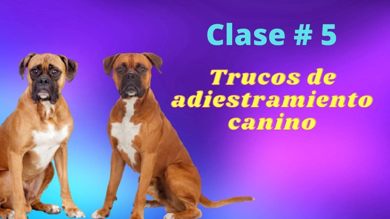 Clase #5   Trucos de adiestramiento canino