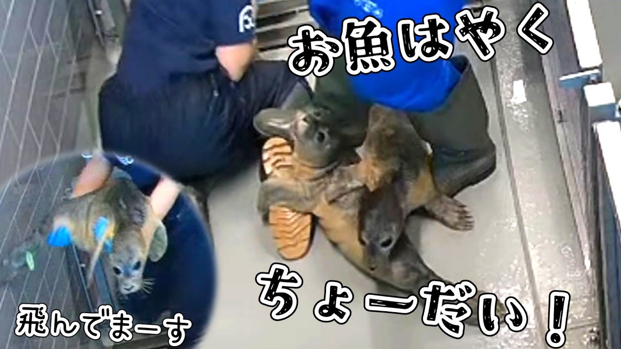 ごはんはやくぅ！ワチャワチャ可愛いごはんタイム 体重測定抱っこで飛んでいってきます【アザラシ幼稚園】