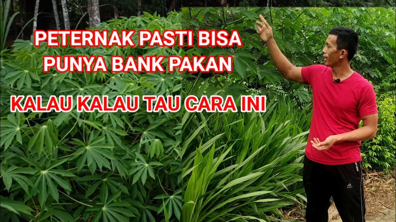 BANK Pakan Paling Simpel Tidak Butuh Lahan Luas Tapi Hasil Melimpah