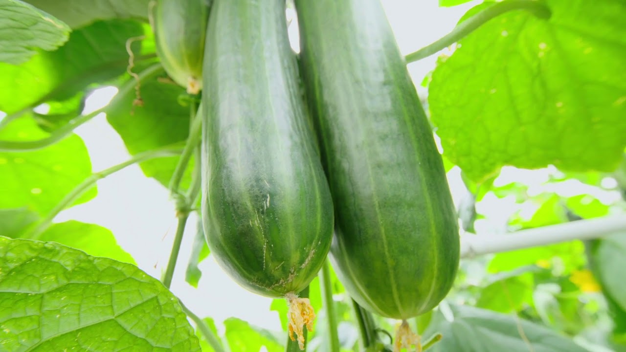 2018 Rijk Zwaan Breeding ENG