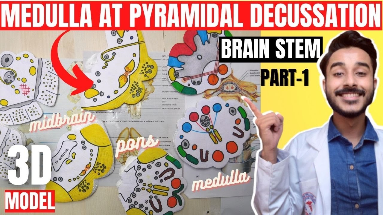 Brain stem anatomy 3d | medulla oblongata at pyramidal decussation |  medulla oblongata anatomy
