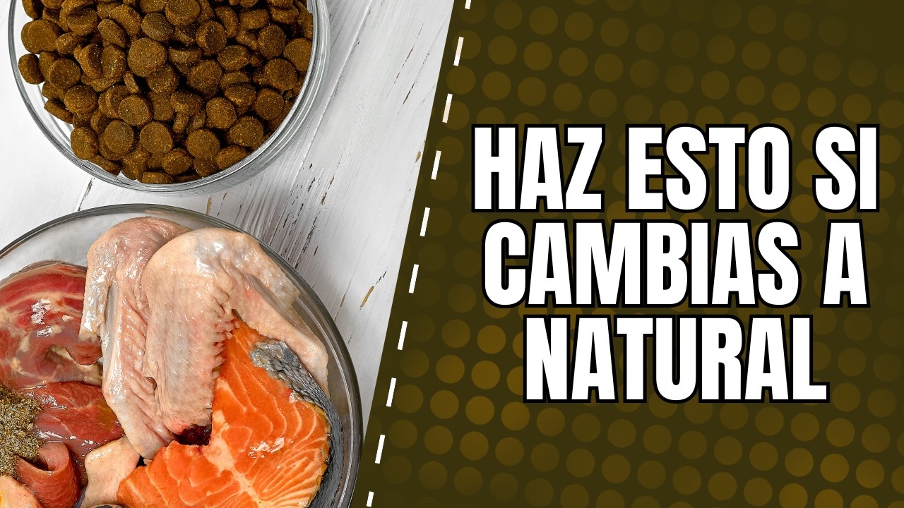 🥕 Veterinario experto explica el verdadero motivo del vómito al cambiar a comida natural