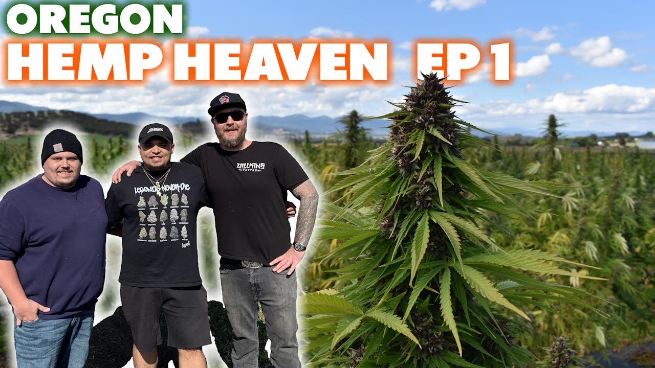 Oregon Hemp Heaven | Episode 1 | Oregon Hemp Farm Tour Vlog