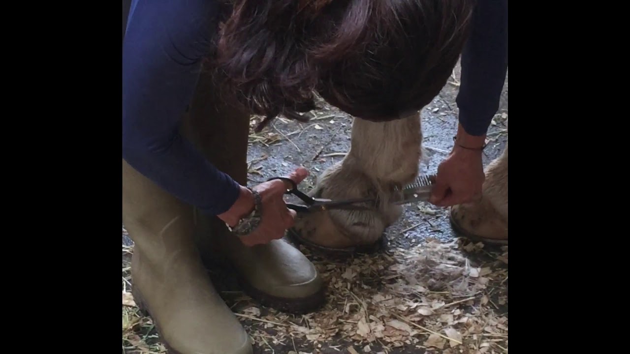 Quick Fix: How to trim feathers