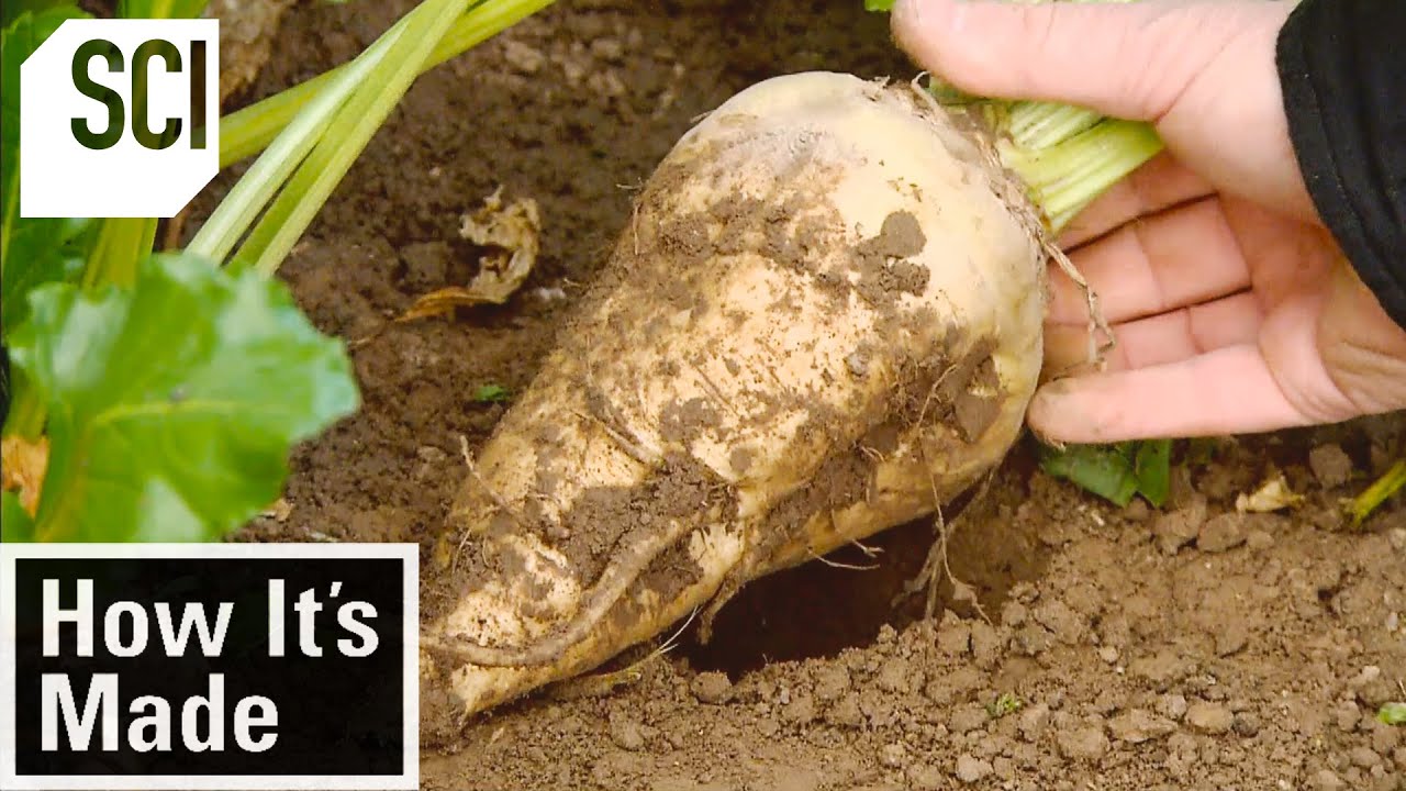 How It's Made: Beet Sugar