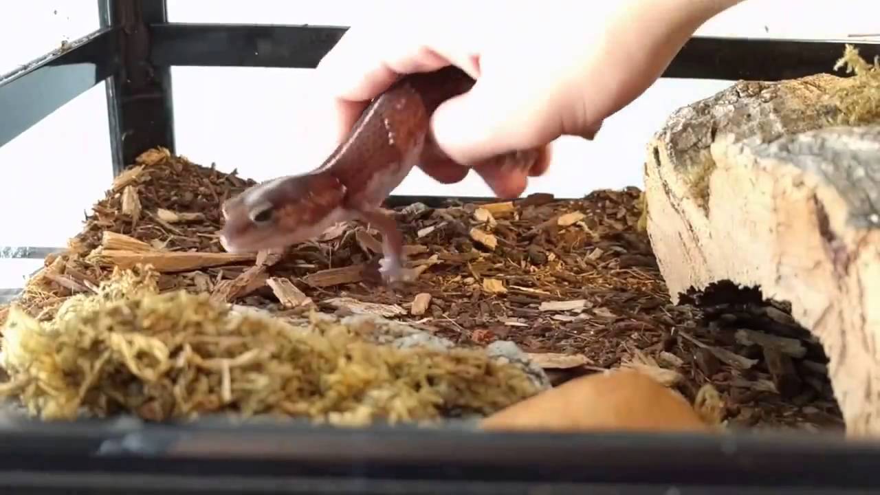 October 2016 Reptile Room!NEW SETUPS!