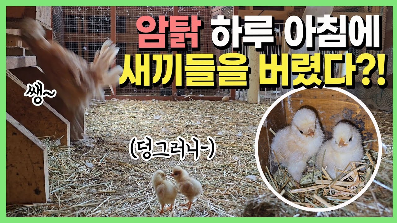 내팽겨쳐진 🐤병아리 아기들...