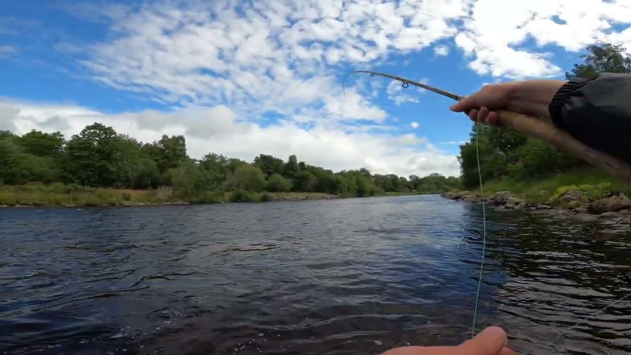 Fresh Salmon at Birse, River Dee, July 2022