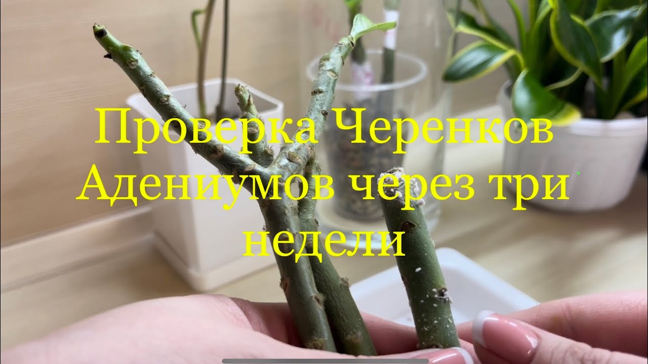 Учусь Укоренять Черенки Адениума ( часть 2) Проверка через три недели