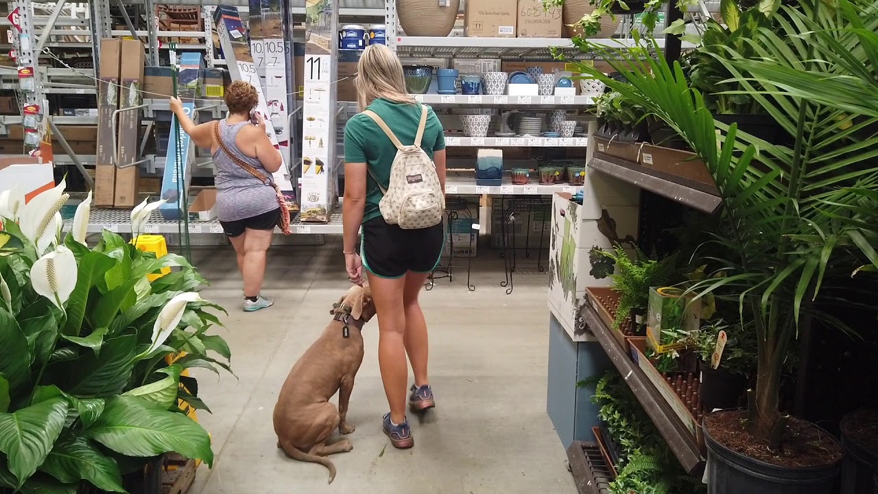 6 Month Old Pitbull | Best Pitbull Training | Off Leash K9 | Board & Train | E-Collar | Oklahoma