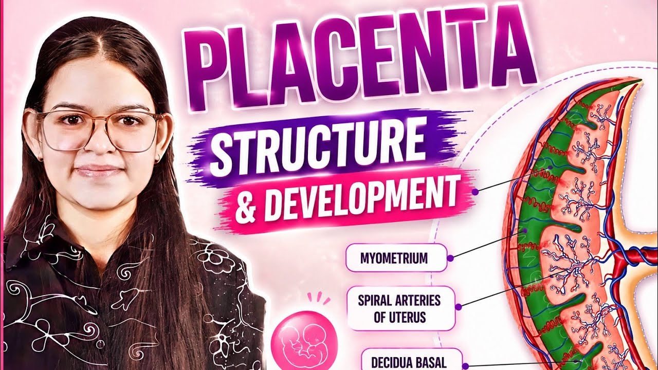 Placenta Anatomy Explained | Structure, Functions & Development BY KRITIKA